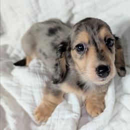 Mickey - Dapple male Dachshund puppy in Unadilla, Georgia from Hamsley's Puppy Palace
