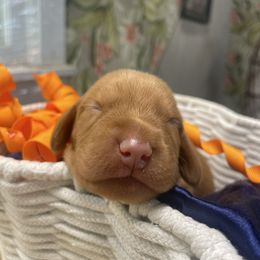 Riolu - Golden rust male Vizsla puppy in Bloomington, Indiana from Envizion