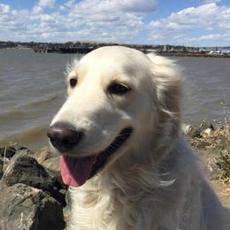 Zadie - Golden Retriever