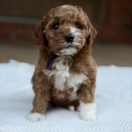 Purple - Red  female Poodle puppy in West Hamlin, West Virginia from My Vision Poodles