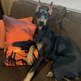 Doberman Pinscher Puppies from Obsidian Kennels