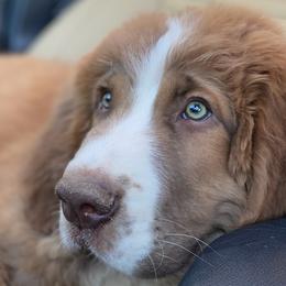 Saint Bernards from Sweetest Saints