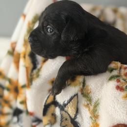 Daisey - Black female Cane Corso puppy in Jacksonville, North Carolina from Cor Dei Cane Corso