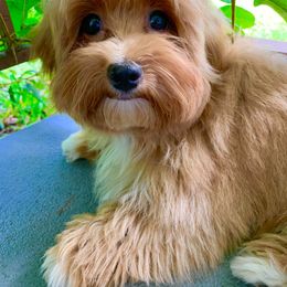 Havanese All Grown Up from Littlepage's Havanese