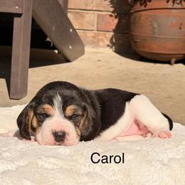 Carol - Black tan and white female Beagle puppy in Mansfield, Missouri from Rippee Creek Kennel