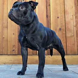 Staffordshire Bull Terriers from VIP Staffords