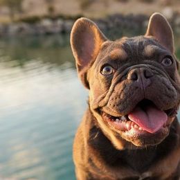 French Bulldogs from Frenchies El Capitan