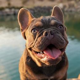 French Bulldogs from Frenchies El Capitan