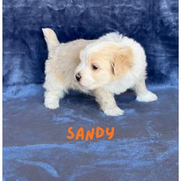 Boy 2 - male Havanese puppy in Fielding, Utah from LUCKY HAVANESE