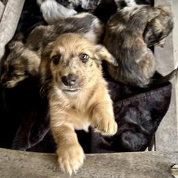 Dachshund Puppies from Boyer’s Dachshunds