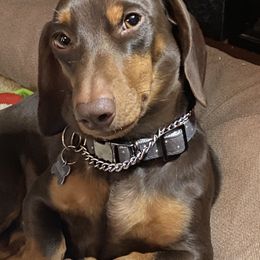 Dachshund Puppies from Matthews Dachshunds