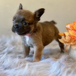 French Bulldog Puppies from Shining K Ranch