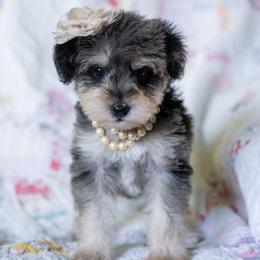 Golden Tempo - Merle female Schnoodle puppy in Grove, Oklahoma from Grand Lake Poodles & Doodles