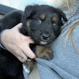 Glenn - Black tri-color male Australian Shepherd puppy in Nicholasville, Kentucky from Sugar Creek Aussies