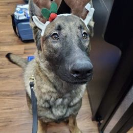 Belgian Malinois, German Shepherds, and xDutch Shepherds from EVO K9