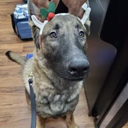 Belgian Malinois, German Shepherds, and xDutch Shepherds from EVO K9