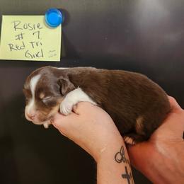 Rosie girl 7 - Red tri female Miniature Australian Shepherd puppy in Hampton, Tennessee from TC Farms Stock Dogs - Miniature Australian Shepherds
