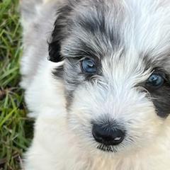 Aussiedoodles, Miniature Australian Shepherds, and Toy Australian Shepherds from Brandilyn's Aussies