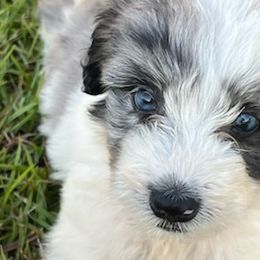 Aussiedoodles, Miniature Australian Shepherds, and Toy Australian Shepherds from Brandilyn's Aussies