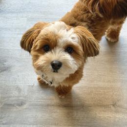 Charlie - Havanese