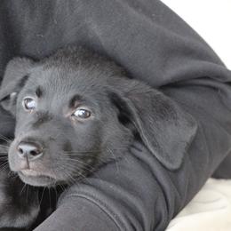 Girl 1st pick Green - Black female Labrador Retriever puppy in Four Oaks, North Carolina from TLC Retrievers