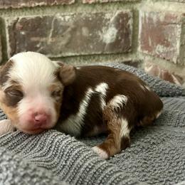 Boy 2 - Red merle male Toy Australian Shepherd puppy in Milton Freewater, Oregon from Sparkling Cross Toy & Mini Aussies