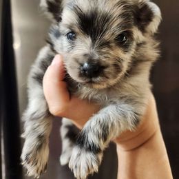 Safyre - Pomeranian puppy from Steel City Exotics