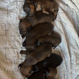 Dachshunds from Lola’s Doxies