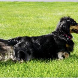 Dachshunds from Spring Brook Farms, LLC