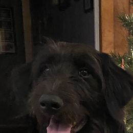 Rubble - Aussiedoodle