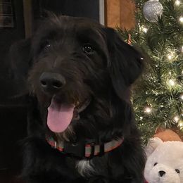 Rubble - Aussiedoodle