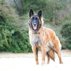 Salsa - Belgian Tervuren