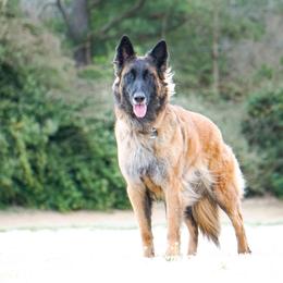 Salsa - Belgian Tervuren