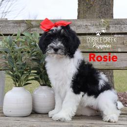 Bernedoodle Puppies from Cobble Creek Puppies