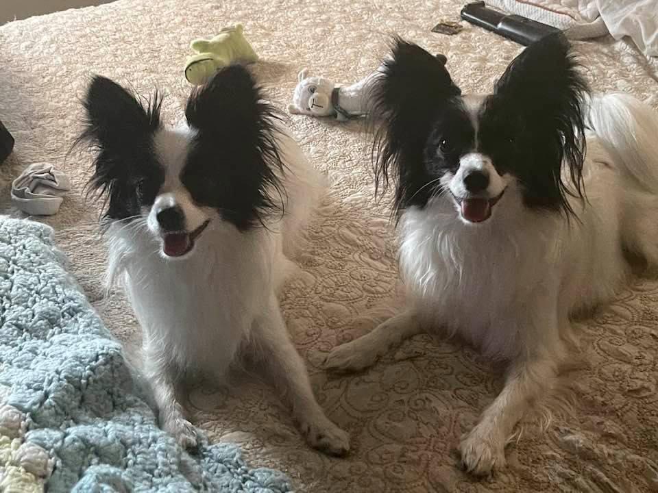 Great Expectations Butterflies in Ohio Papillon puppies Good Dog
