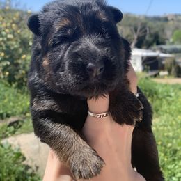 Mila - Black and red German Shepherd puppy in Anza, California from Top Shepherd & French bulldog kennel