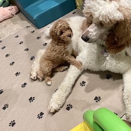 Poodle Puppies from Grandy’s Pretty Poodles