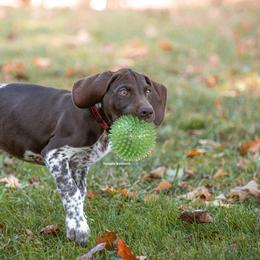 German Shorthaired Pointer and Vizsla Puppies from Nosam Kennels