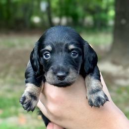 TBD 4th born - Black and tan female Dachshund puppy in El Dorado, Arkansas from LovelylilDoxies