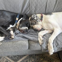 Great Dane puppies from Ryan's Royal Great Danes
