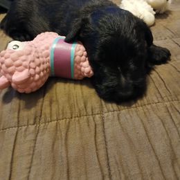 Black male - Black male Scottish Terrier puppy in Kansas City, Kansas from Midwest Scotties