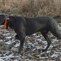 Weimaraners from Dreamweaver Weimaraners