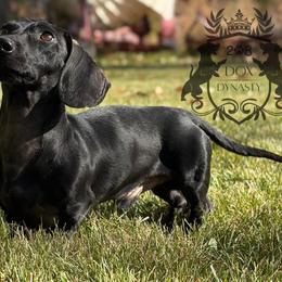 Jett - Dachshund