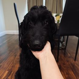 BonBon - Goldendoodle