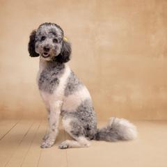 Dolly - Labradoodle
