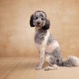 Dolly - Labradoodle