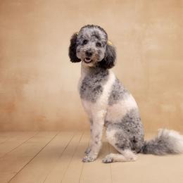 Dolly - Labradoodle