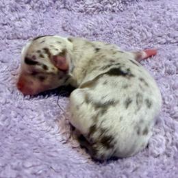 Thunder - Merle male Chihuahua puppy in Seneca, Missouri from Stephanie’s Puppy Colony