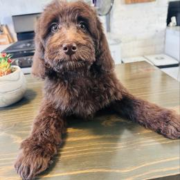 J'Adore - Brown female Bernedoodle puppy in Ohio from Moore Doodles