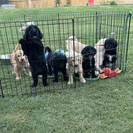Goldendoodle Puppies from H&H Goldendoodles of Braselton